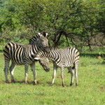 46016_Johannesburg_Wildlife Parks