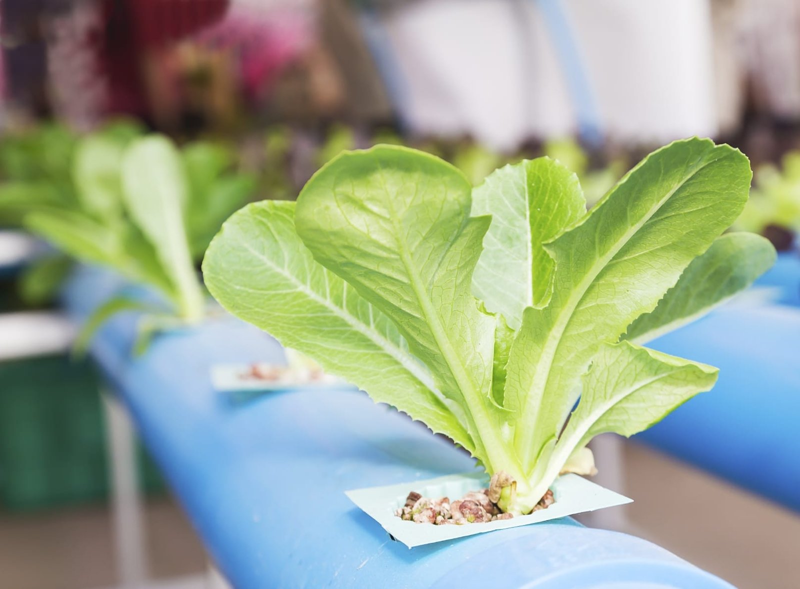 Organic hydroponic vegetable garden in greenhouse at Thailand