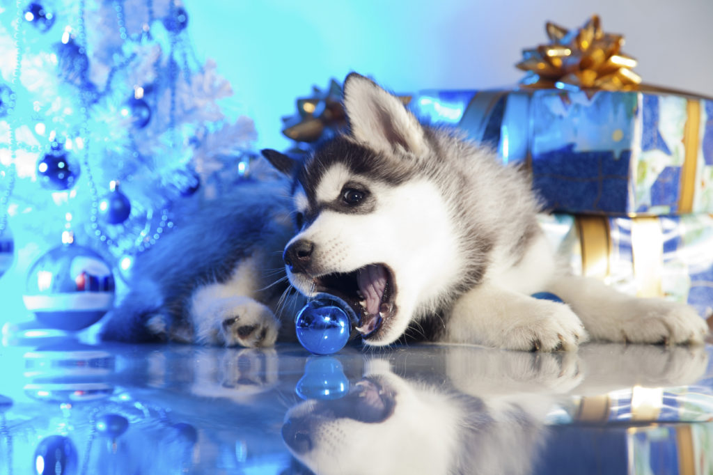 Christmas puppy chewing a bauble