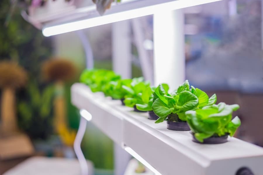 A row of green plants on a shelf