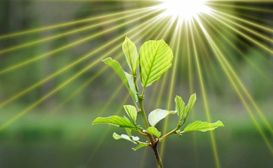 A close-up of a plant