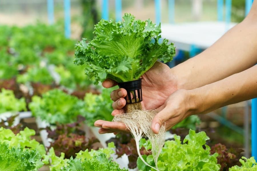 Hands holding a plant with roots